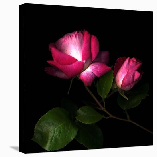 2 Roses 2 Tones-Magda Indigo-Premier Image Canvas