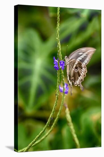 2011-Butterfly House-Gordon Semmens-Stretched Canvas