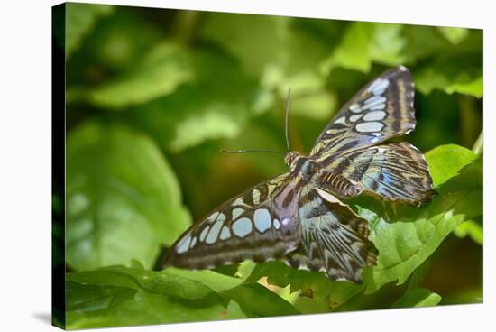 2028-Butterfly House-Gordon Semmens-Stretched Canvas