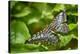 2028-Butterfly House-Gordon Semmens-Stretched Canvas