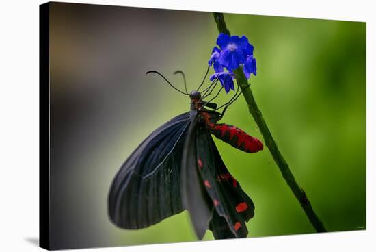 2034-Butterfly House-Gordon Semmens-Stretched Canvas