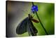 2034-Butterfly House-Gordon Semmens-Premier Image Canvas