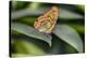 2052-Butterfly House-Gordon Semmens-Stretched Canvas