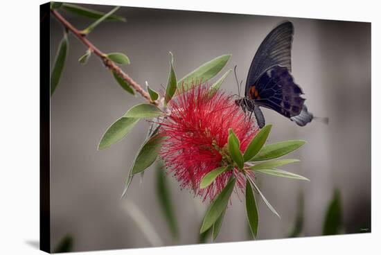 2068-Butterfly House-Gordon Semmens-Stretched Canvas