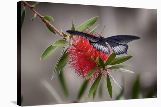2071-Butterfly House-Gordon Semmens-Stretched Canvas