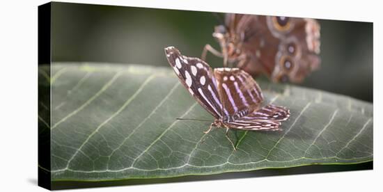 2080-Butterfly House-Gordon Semmens-Stretched Canvas