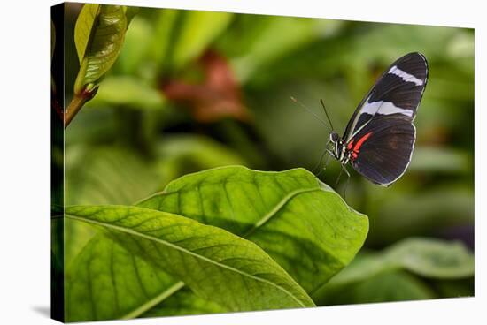 2114-Butterfly House-Gordon Semmens-Stretched Canvas