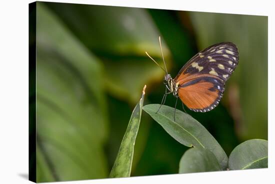 2116-Butterfly House-Gordon Semmens-Stretched Canvas