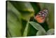 2116-Butterfly House-Gordon Semmens-Stretched Canvas