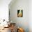 24CO-Pierre Henri Matisse-Premier Image Canvas displayed on a wall