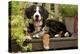 3 Month Old Bernese Mountain Dog Puppy On-null-Premier Image Canvas