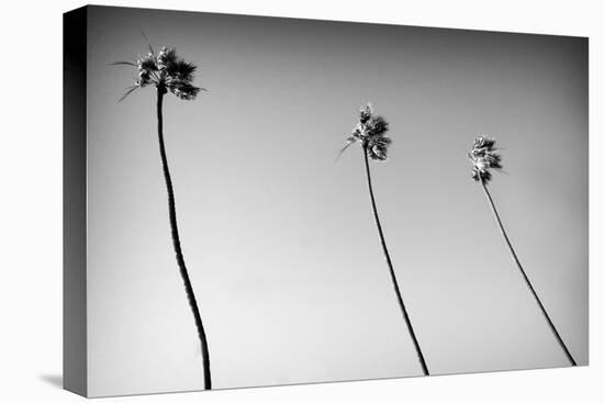 3 Palms Bw-John Gusky-Premier Image Canvas