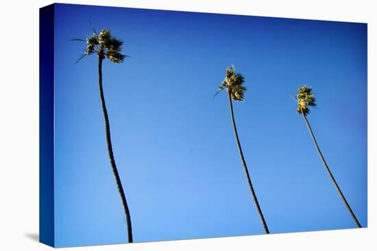 3 Palms-John Gusky-Premier Image Canvas