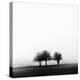 3 Trees in Fog-Rory Garforth-Premier Image Canvas