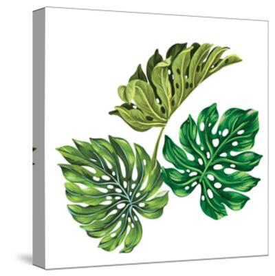 3 Vector Tropical Palm Leaves Realistic Drawing In Vintage Style