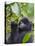 3-year-old Gorilla baby in the forest, Bwindi Impenetrable National Park, Uganda-Keren Su-Premier Image Canvas