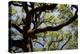 300-Year-Old Oak Tree, Vacherie, New Orleans, Louisiana, USA-Cindy Miller Hopkins-Premier Image Canvas