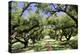 300-Year-Old Oak Trees, Vacherie, New Orleans, Louisiana, USA-Cindy Miller Hopkins-Premier Image Canvas