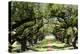 300-Year-Old Oak Trees, Vacherie, New Orleans, Louisiana, USA-Cindy Miller Hopkins-Premier Image Canvas