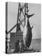 337 Lb. Tuna Caught at Cabo Blanco, Peru by Member of the Cabo Blanco Fishing Club-Frank Scherschel-Premier Image Canvas