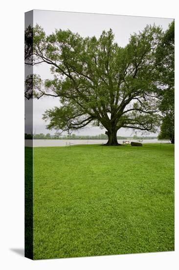 350 year old Willow-Oak of Shirley Plantation on the James River, Virginia-null-Premier Image Canvas