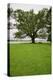 350 year old Willow-Oak of Shirley Plantation on the James River, Virginia-null-Premier Image Canvas