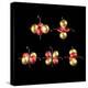 3d Electron Orbitals-Dr. Mark J.-Premier Image Canvas