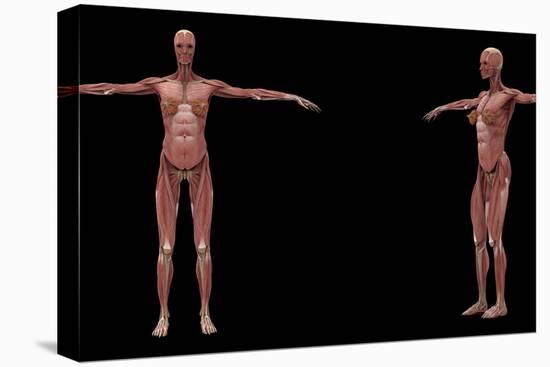 3D Rendering of Female Muscular System-Stocktrek Images-Stretched Canvas