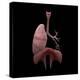 3D Rendering of Human Lungs with Respiratory Tree and Diaphragm-Stocktrek Images-Stretched Canvas