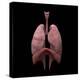 3D Rendering of Human Lungs-Stocktrek Images-Stretched Canvas