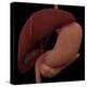 3D Rendering of Liver and Stomach of Human Digestive System-Stocktrek Images-Stretched Canvas