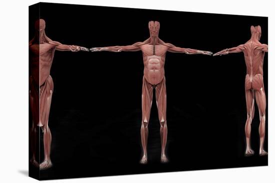 3D Rendering of Male Muscular System at Different Angles-Stocktrek Images-Stretched Canvas