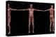 3D Rendering of Male Muscular System at Different Angles-Stocktrek Images-Stretched Canvas