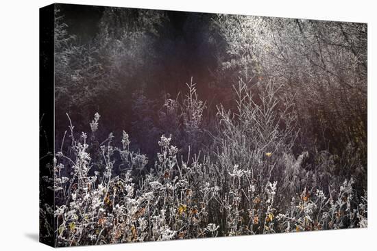 4997_A frosty morning-Heidi Westum-Premier Image Canvas