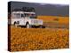 4X4 in Meadow of Daisies, South Africa-Theo Allofs-Premier Image Canvas