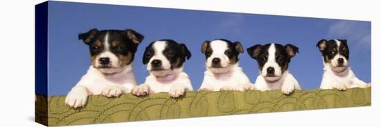 5 Jack Russell Puppies That were Abandoned on Christmas Eve, January 2001-null-Premier Image Canvas