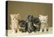 5 Kittens Sitting Together in a Row-null-Premier Image Canvas