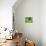 54CO-Pierre Henri Matisse-Premier Image Canvas displayed on a wall