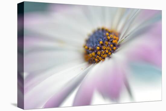 5761_Blooming-Heidi Westum-Premier Image Canvas