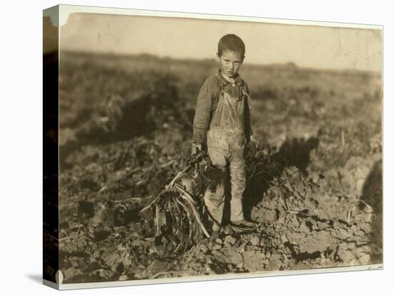 6 Year Old Jo Pulling Sugar Beets on a Farm Near Sterling, Colorado, 1915-Lewis Wickes Hine-Premier Image Canvas