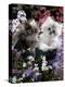 7-Weeks, Gold-Shaded and Silver-Shaded Persian Kittens in Watering Can Surrounded by Flowers-Jane Burton-Premier Image Canvas