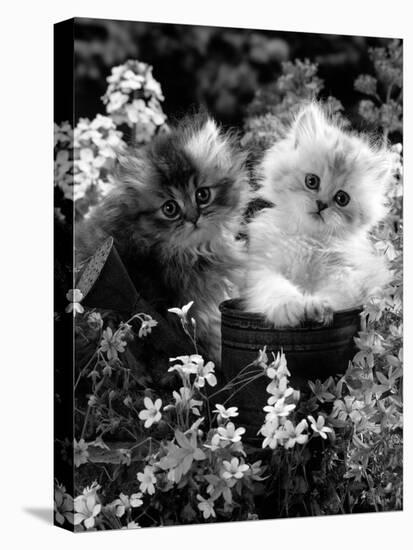 7-Weeks, Gold-Shaded and Silver-Shaded Persian Kittens in Watering Can Surrounded by Flowers-Jane Burton-Premier Image Canvas