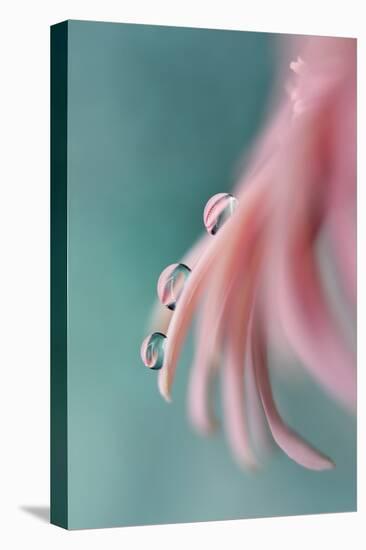 7542_On a petal-Heidi Westum-Premier Image Canvas