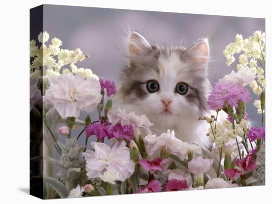 8-Week, Silver Tortoiseshell-And-White Kitten, Among Gillyflowers, Carnations and Meadowseed-Jane Burton-Premier Image Canvas