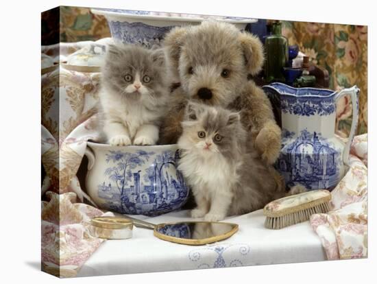 9-Week, Blue Bicolour Persian Kitten, Brindle Teddy Bear and Victorian Staffordshire Wash-Stand Set-Jane Burton-Premier Image Canvas