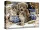 9-Week, Blue Bicolour Persian Kitten, Brindle Teddy Bear and Victorian Staffordshire Wash-Stand Set-Jane Burton-Premier Image Canvas