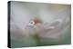 9022_Touch me with your softness-Heidi Westum-Premier Image Canvas