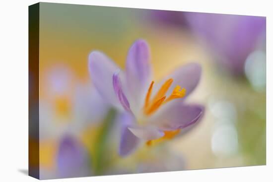 9063_Pastel spring ll-Heidi Westum-Premier Image Canvas