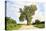 A 158 Year Old Cottonwood Tree Grows in the Middle of an Intersection in Rural Audubon County, Iowa-soupstock-Premier Image Canvas