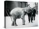 A Baby Asian Elephant Raising Its' Trunk at a Keeper While Other Keepers Look On-Frederick William Bond-Premier Image Canvas
